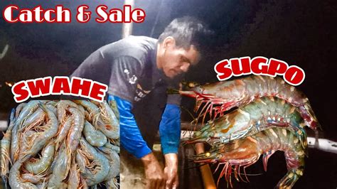 suahe vs sugpo